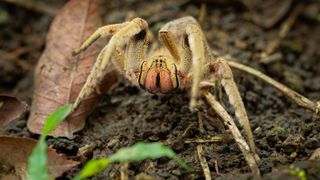 The Brazilian wandering spider called Phoneutria boliviensis is found in Central and South America’s dry and humid tropical forests.