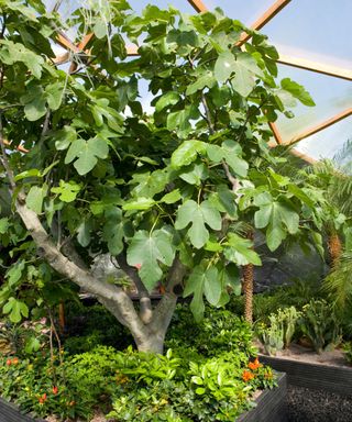 figs as establishing trees growing in a greenhouse in summer