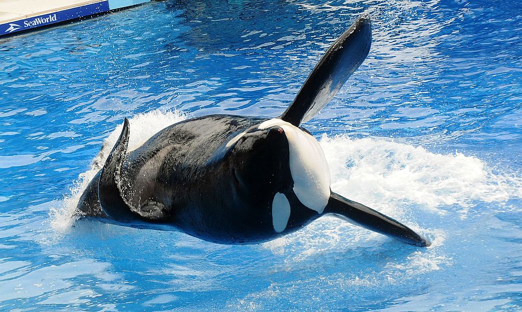 Tilikum, an orca whale.