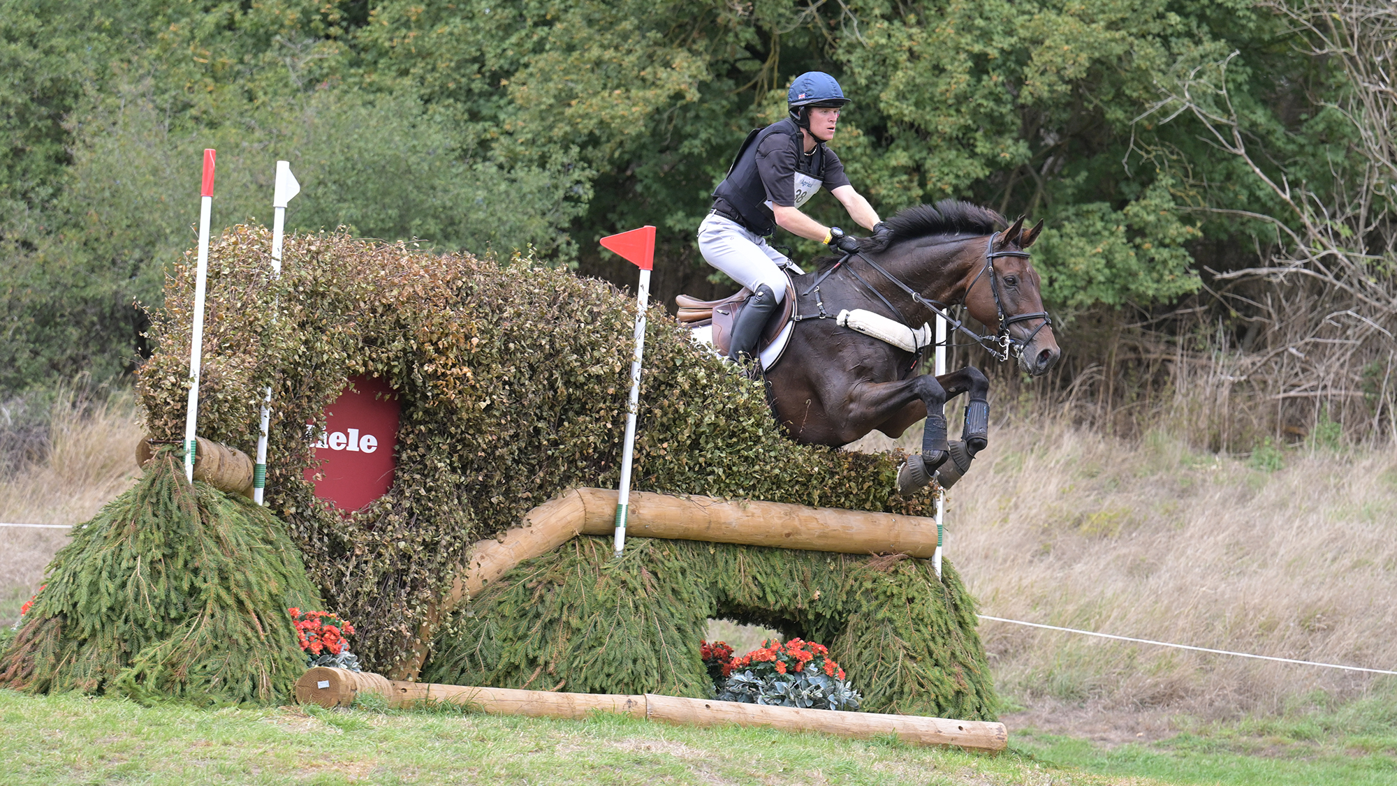 Sam Ecroyd, a rider in a blue top and hat, rides dark bay horse Bloomfield Manuscript over a brush fence at Blenheim Horse Trials 2026