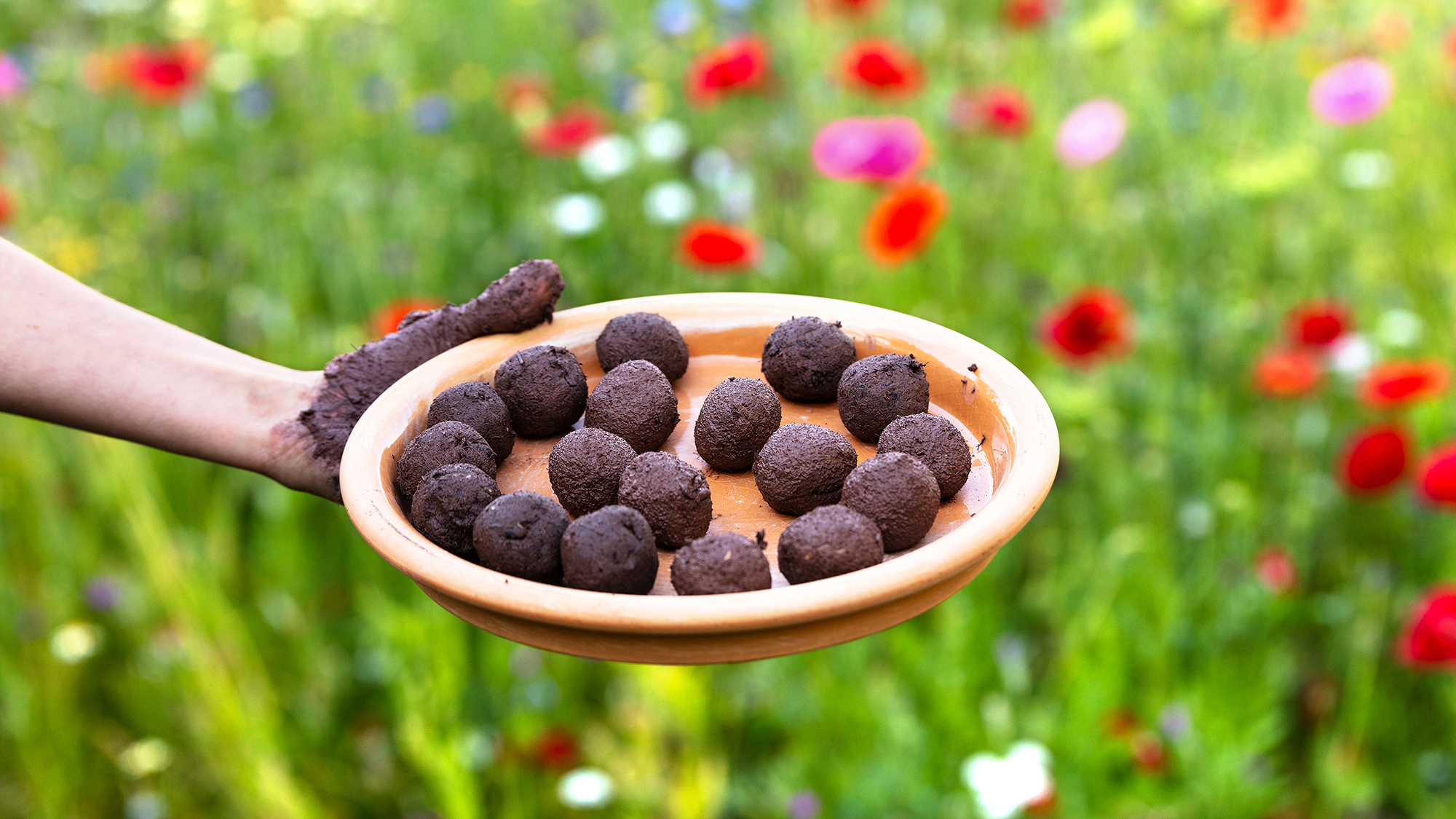 Woman holds plate of seed bombs next to field of wildflowers