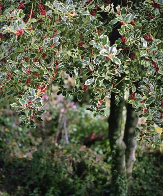 Holly tree with red berries in a backyard
