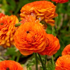 Bright orange ranunculus flowers