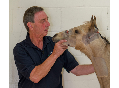 World Horse Welfare's Field Officer Nick White and Star - press image