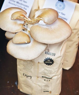 mushrooms oyster variety growing on bags of coffee grounds