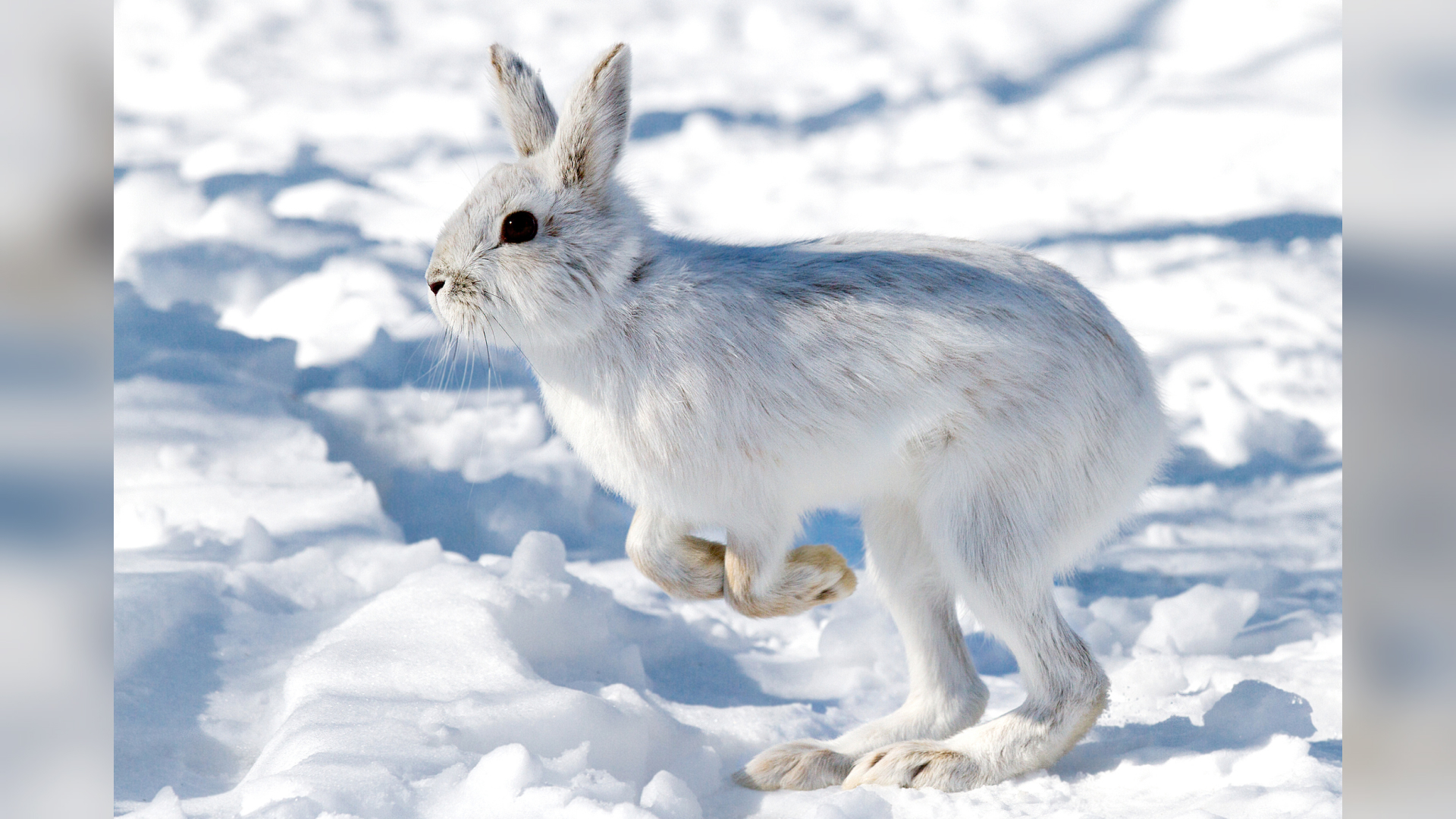 A portrait of a snowshoe hare captured mid-jump on top of a snowy ground