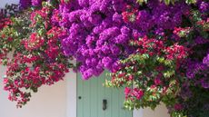 Pink and purple bougainvillea blooms with a green door