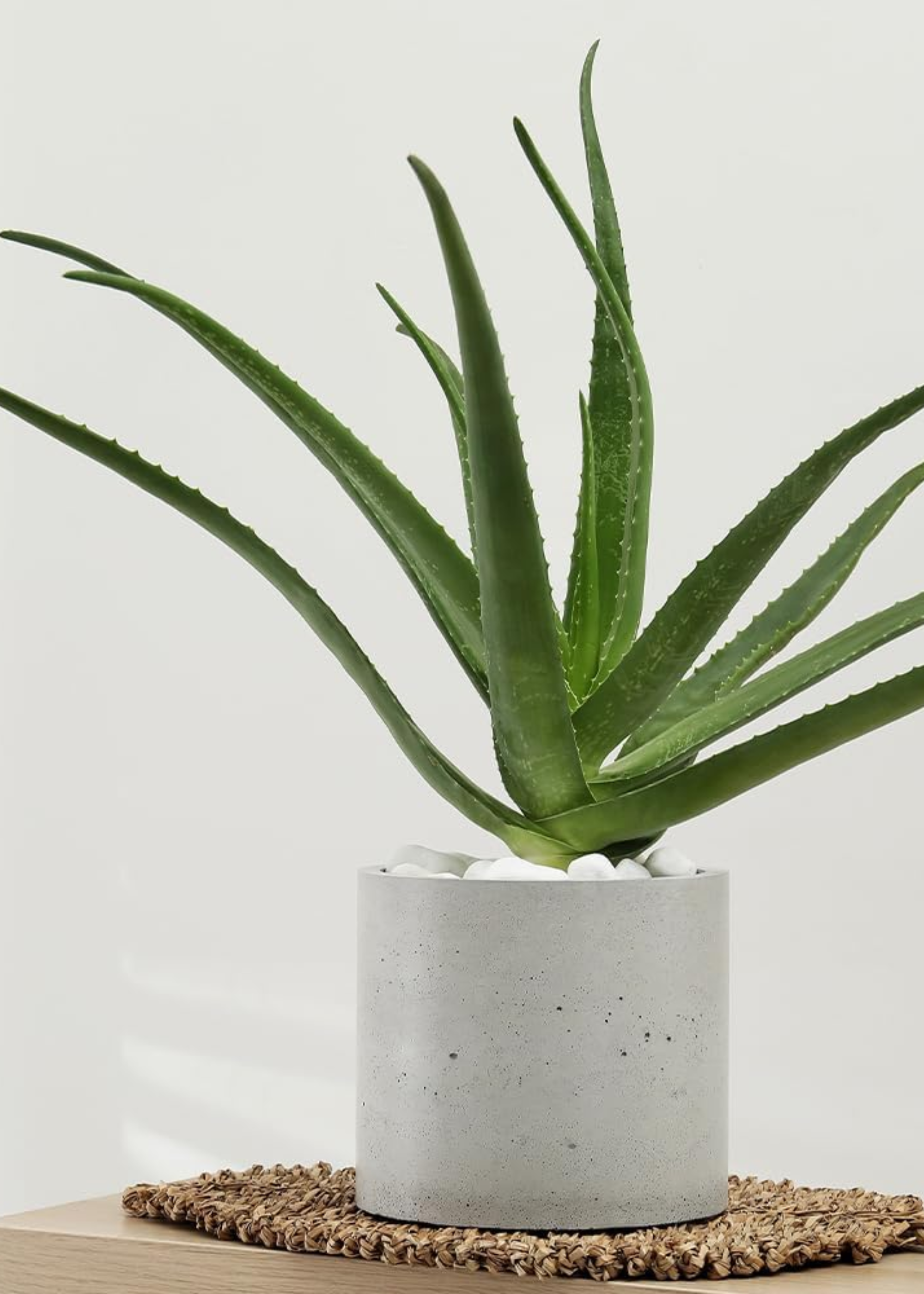 A potted aloe vera in a concrete pot