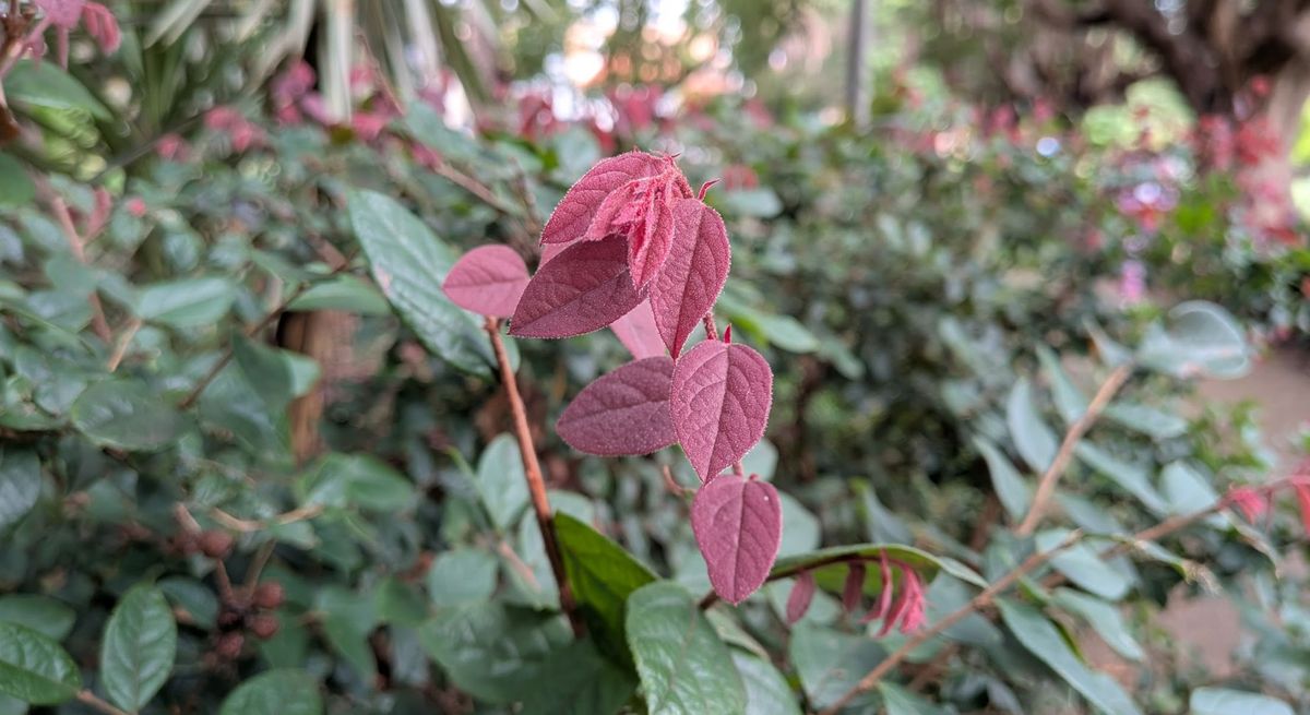 A photo of leaves taken up close