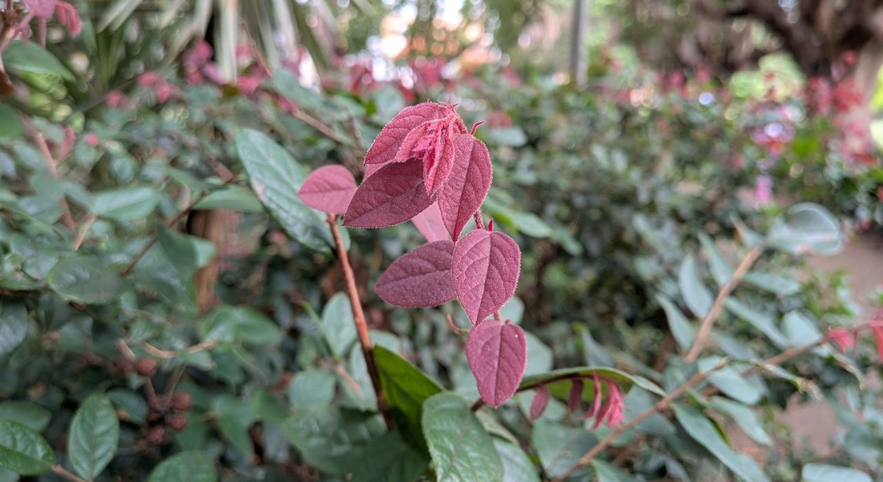 A photo of leaves taken up close