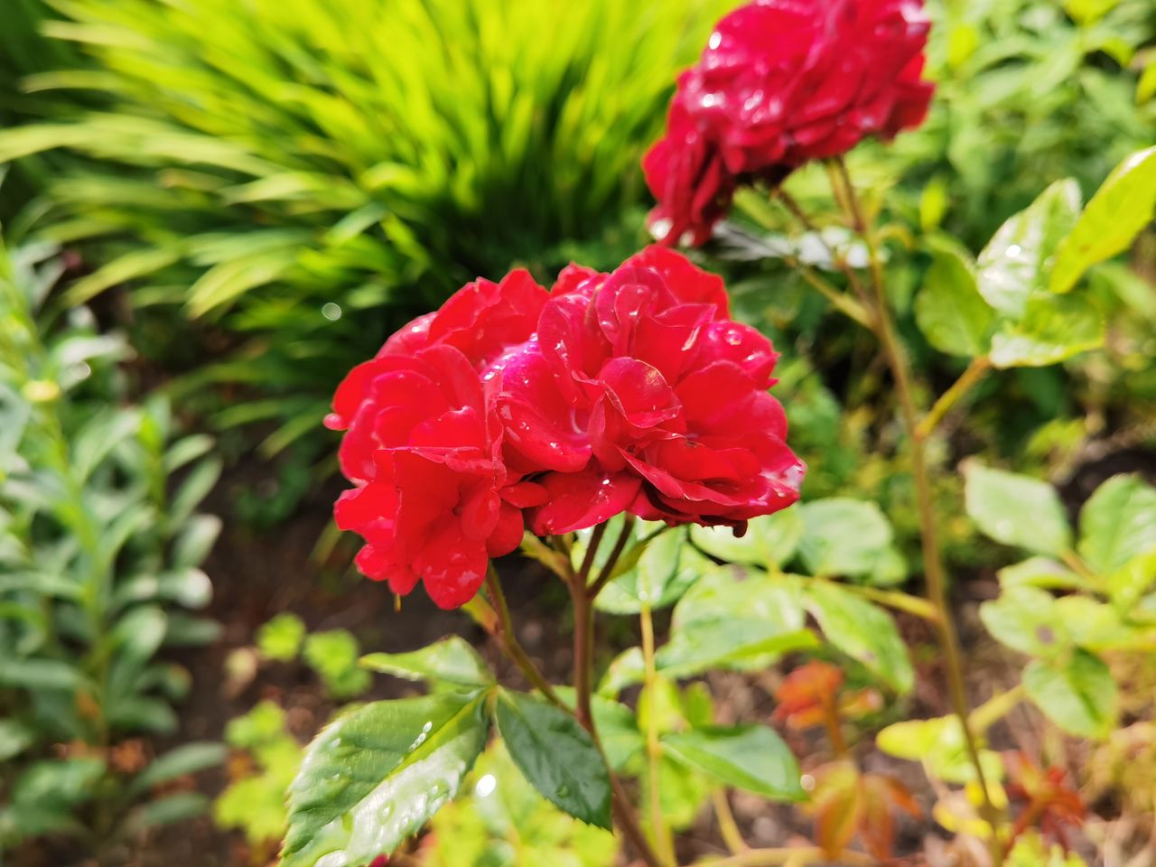 Huawei P40 Pro Plus camera sample
