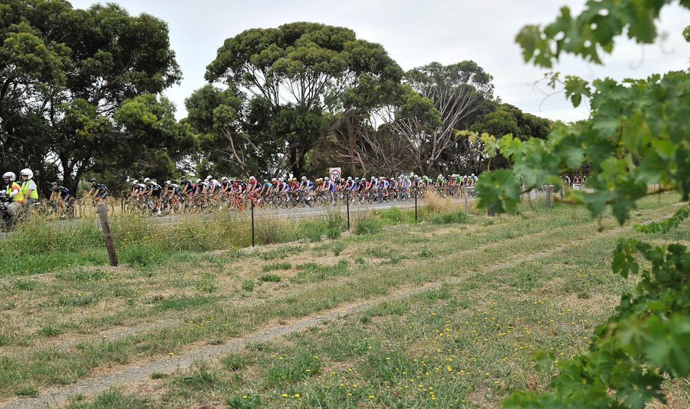 The peloton in action during stage 3 at the Tour Down Under
