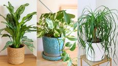 Houseplants for low humidity