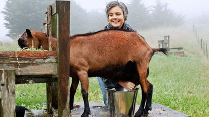woman milking goat