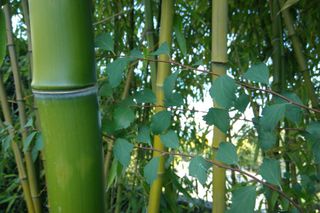 Surface Camera Test Bamboo