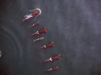 Here's a drone's-eye view of killer whales