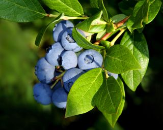 what to plant in December blueberries