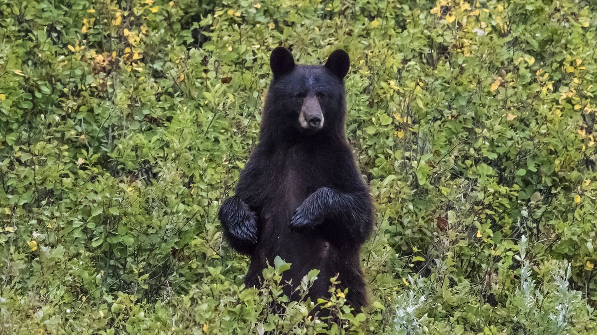 A black bear rises above the vegetation to have a look at the surroundings before deciding where to continue his march