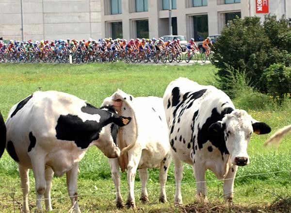 How to capture a cow's interest