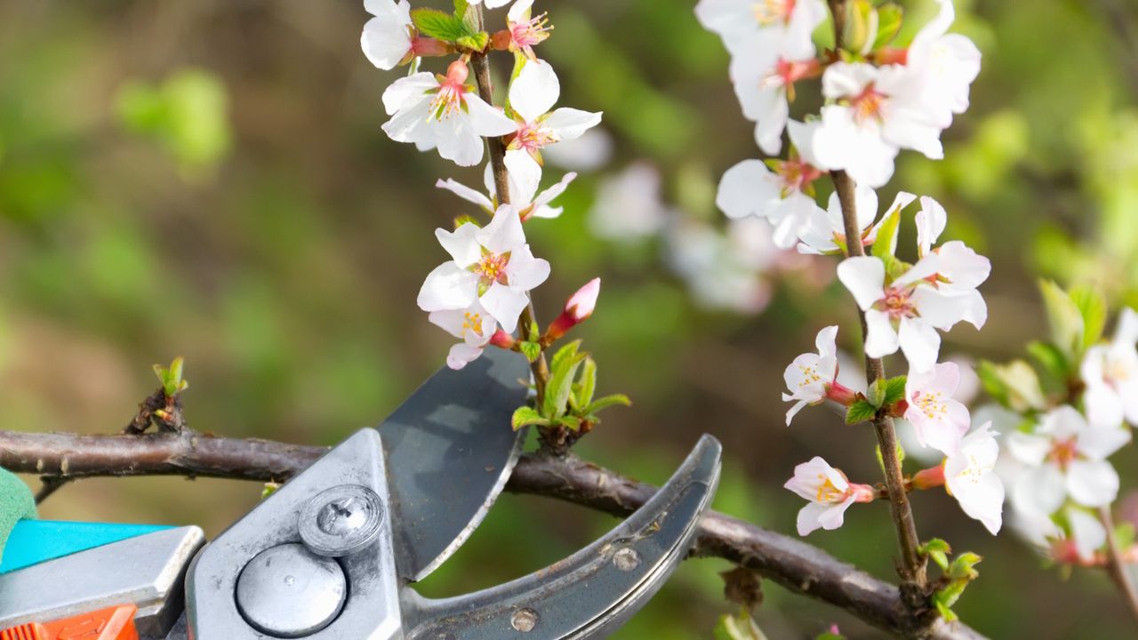 Pruning shears cutting into a flowering cherry tree in spring