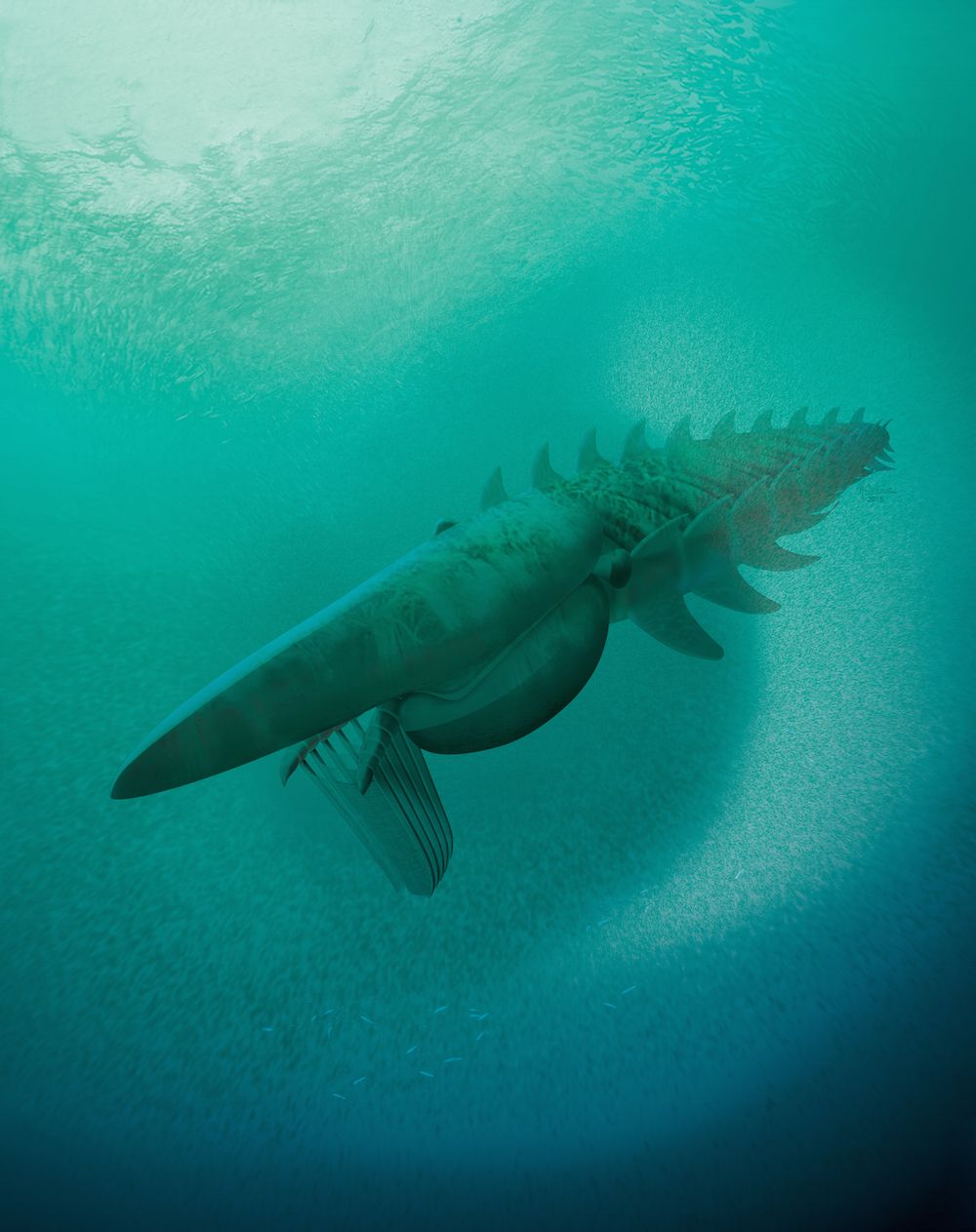 anomalocaridid illustration