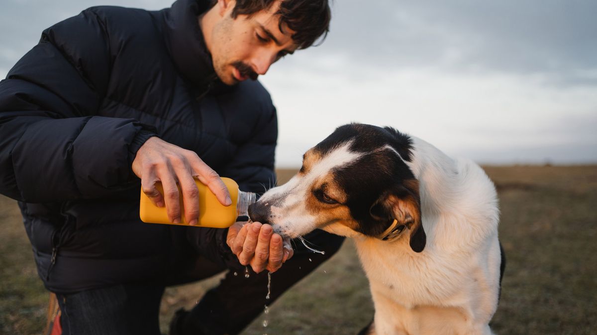 Hiking with a dog how your hound can add to your adventures Advnture