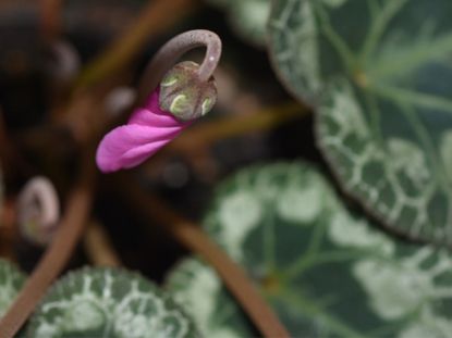 Purple cyclamen bud on a plant