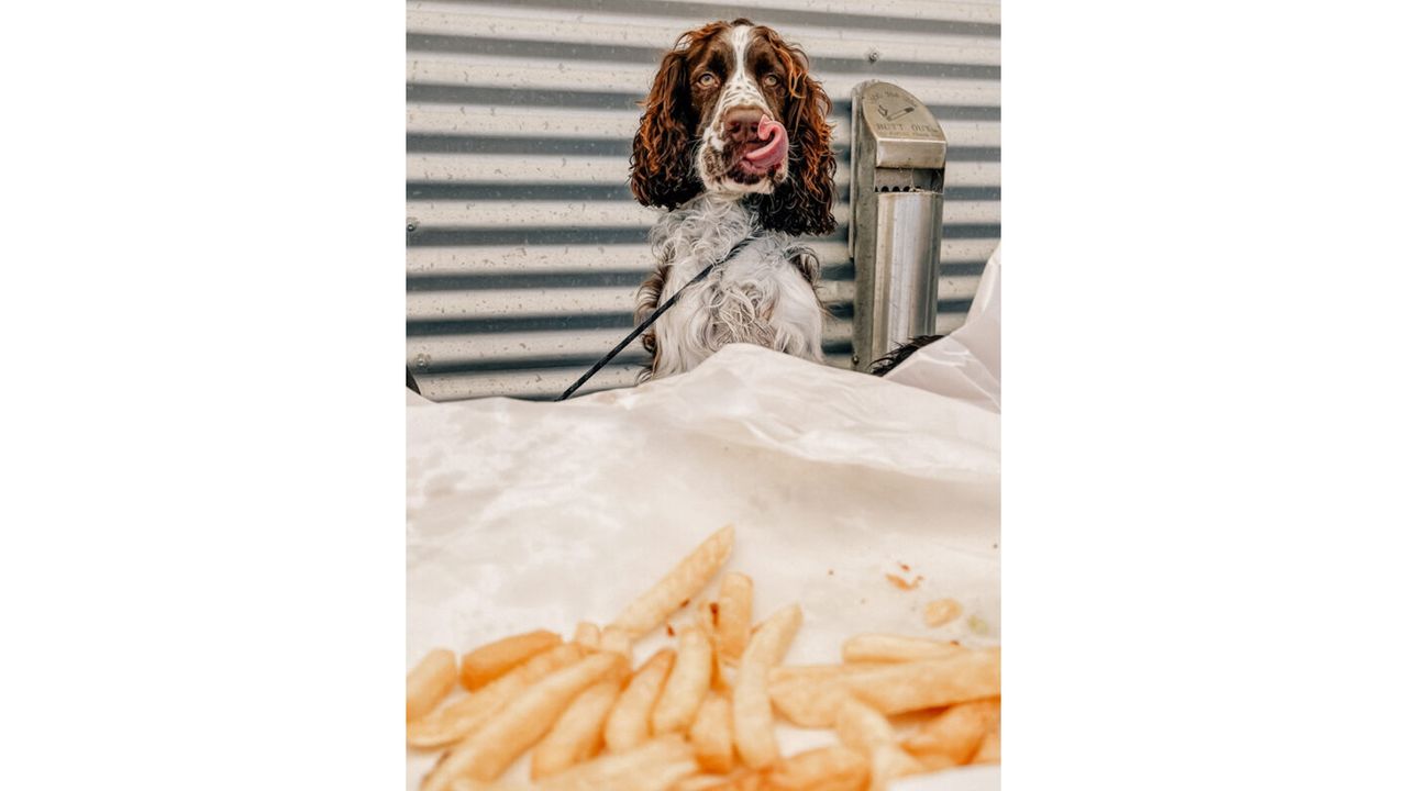 IPPAWARDS - Rebecca Horrocks - George Loves Chippies