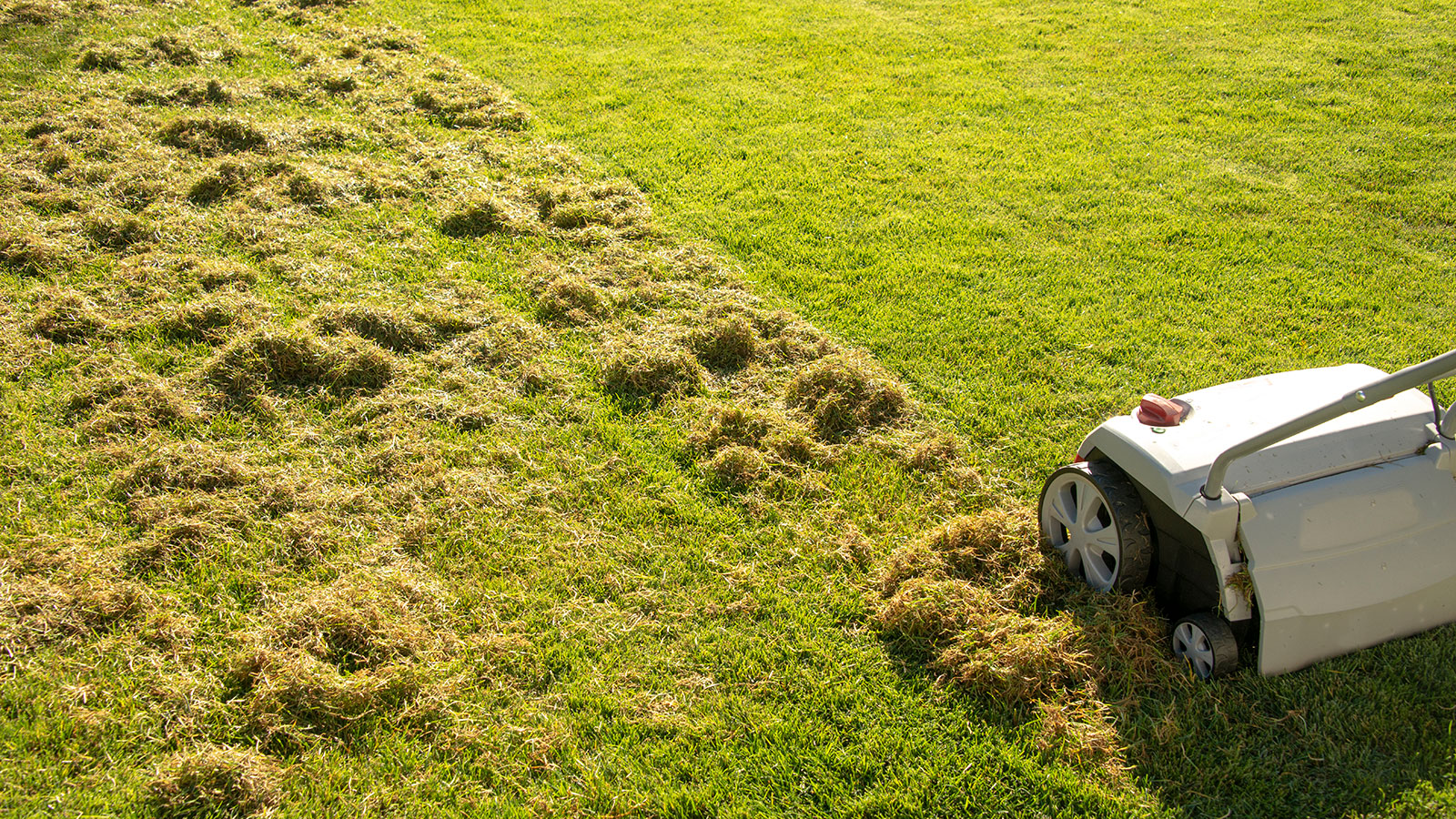 Dethatching machine best sale