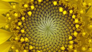 The seeds in a sunflower exhibit a golden spiral, which is tied to the Fibonacci sequence. Here, a close-up of the seeds at the center of a sunflower.