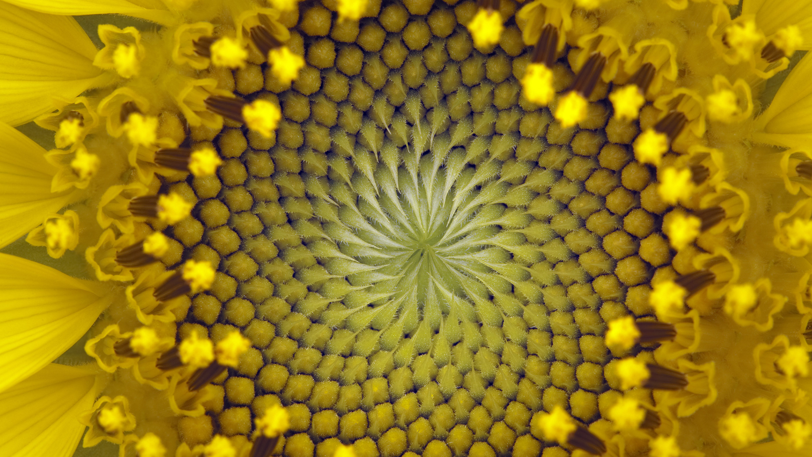 A man looking into space. Fibonacci spiral