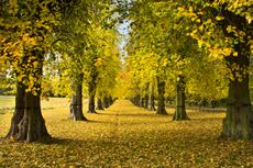 Replacements for lime avenues at National Trust properties, such as Clumber Park, Nottinghamshire, grow at a hidden site  — a site so secret that we weren't even allowed to photograph it.