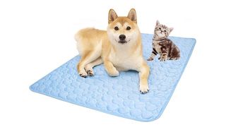 Dog and cat on dog cooling pad