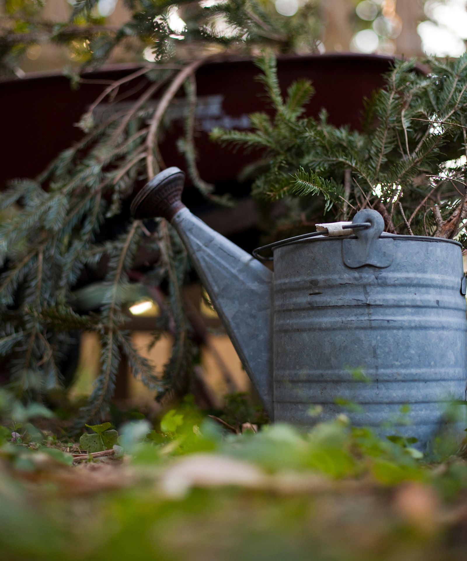 Should I put my Christmas tree in water? Expert tips