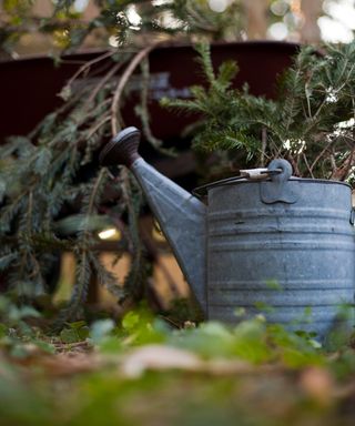 A tin watering can and pine boughs in a wheelbarrow.