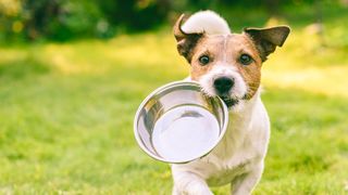 Best wet dog food: Six kinds to suit your four-legged friend's nutritional and dietary requirements