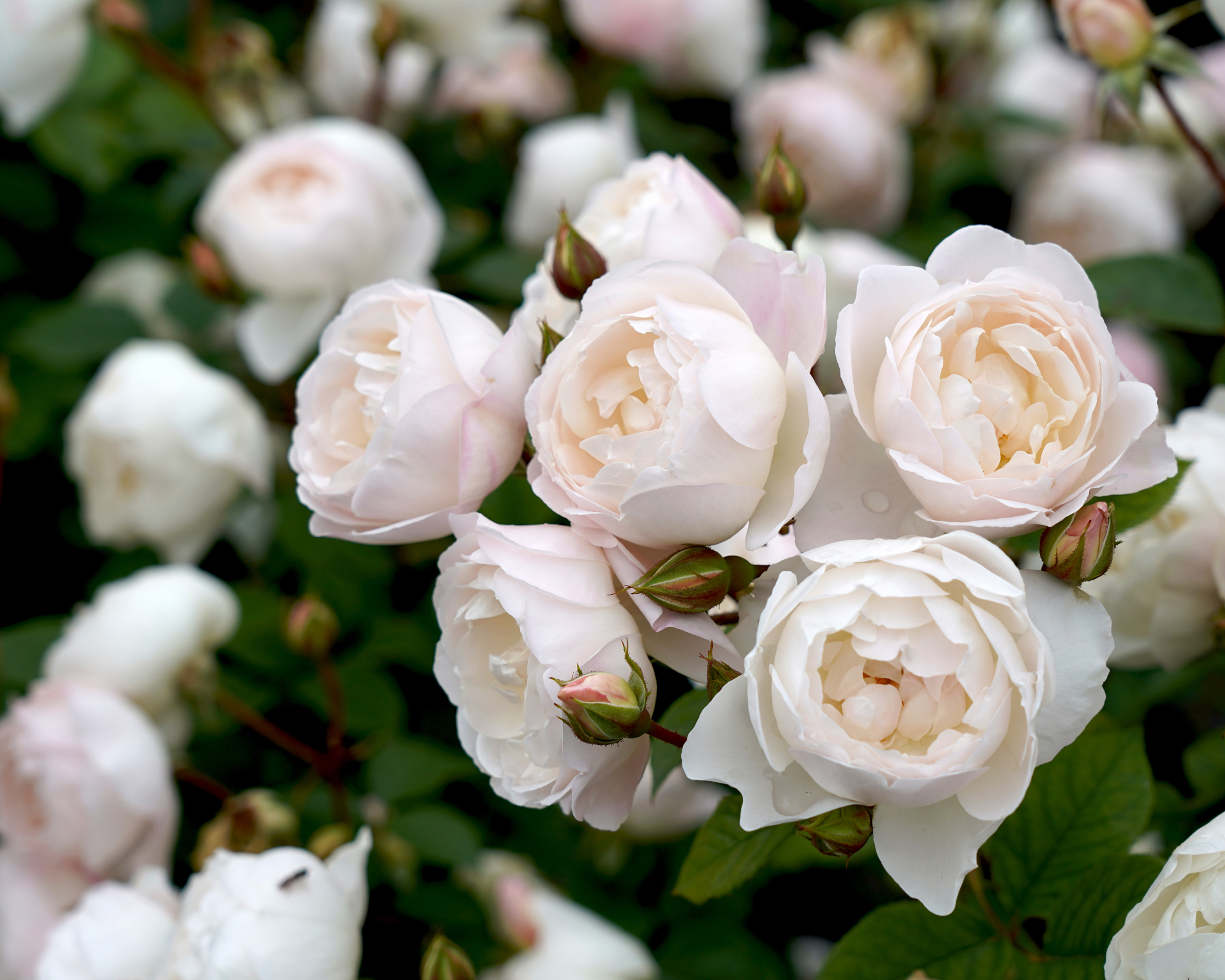White English rose flower (Rosa &amp;lsquo;Desdemona&amp;rsquo;) in bloom