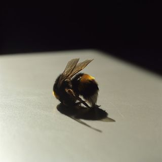 sunlit form of a bee