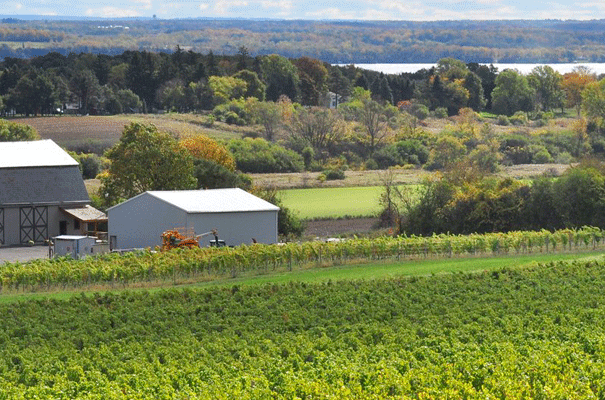 Ravines Wine Cellars &amp;ndash; White Springs