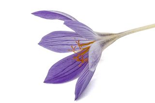 Violet flower of Colchicum