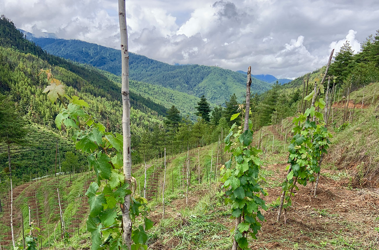 Bhutan wine country