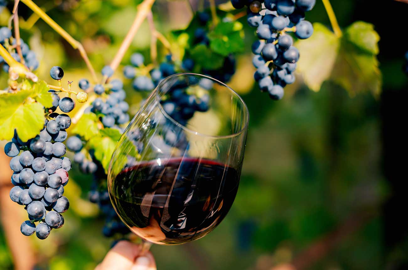 Hand holding glass of red wine with grape vine in background