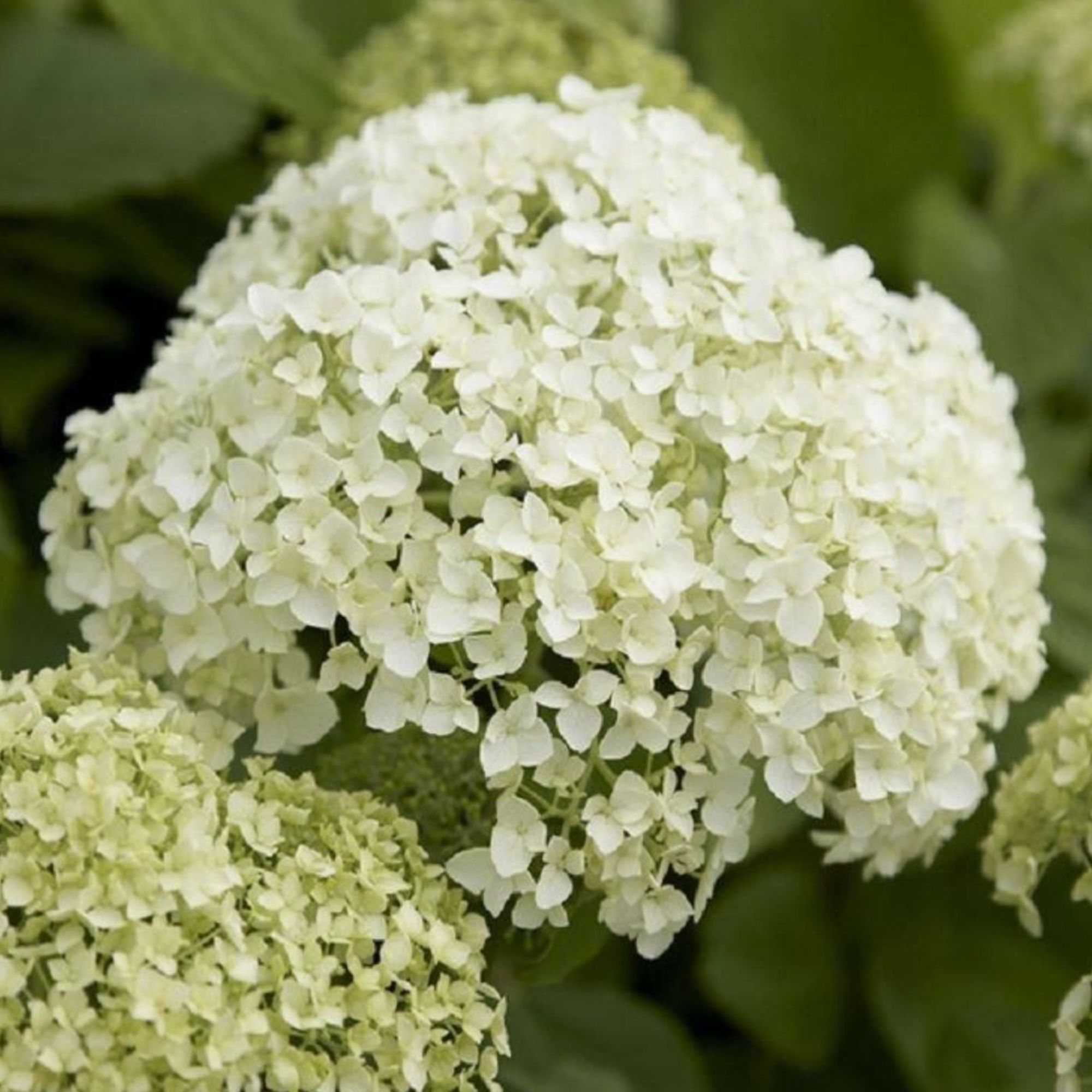 White Hydrangea Annabelle