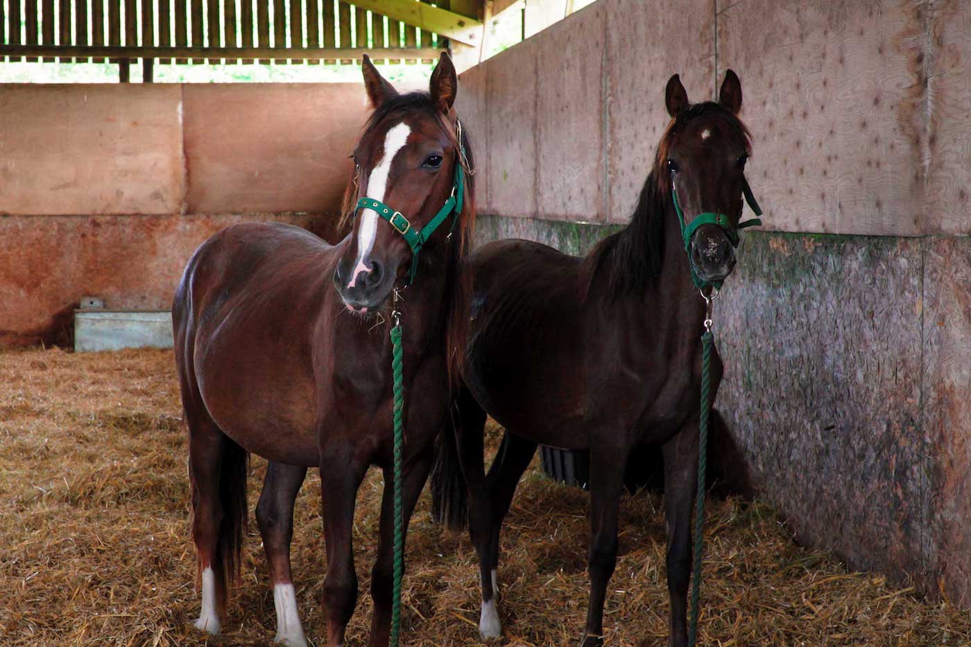 Group rescued by World Horse Welfare from M25 site