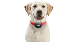 A labrador wearing the Petpuls Smart Dog Collar