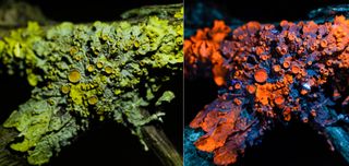 Lichen with conventional lighting (left) looks completely different color when shot with UV light (right)