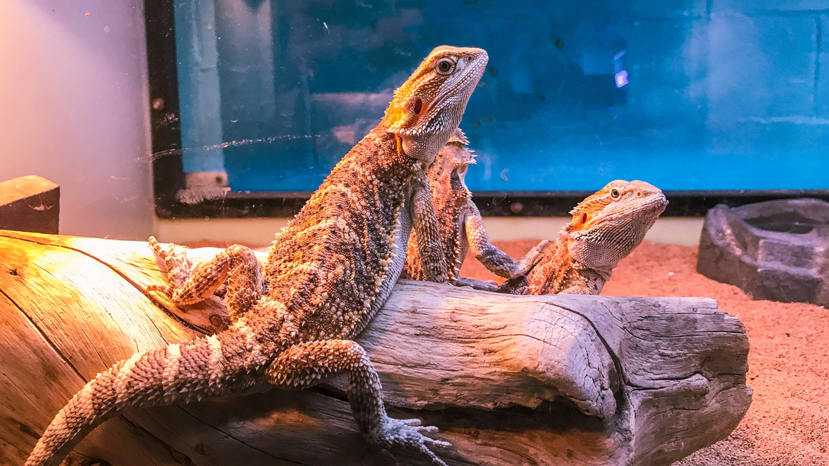 Bearded dragon sitting under a heat lamp on a log in his cage