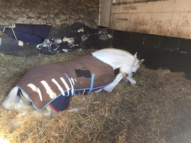 Lenny in bed