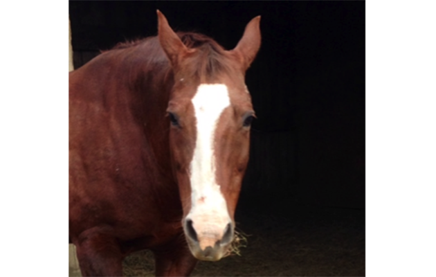 Bunny-quarter-horse.png