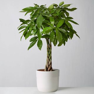 Money plant in white pot